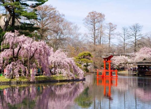 Hoa anh đào Mỹ khoe sắc tại Brooklyn Botanic Garden