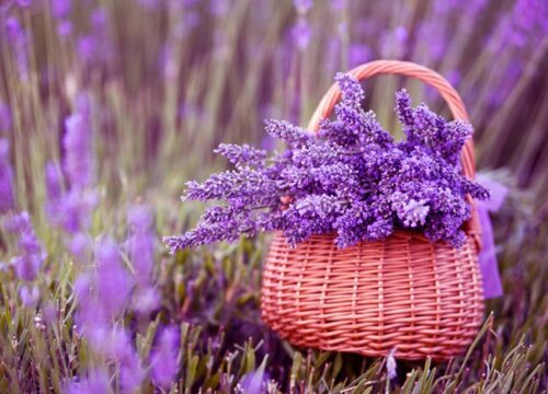 Những điểm ngắm hoa Lavender đẹp tại Pháp